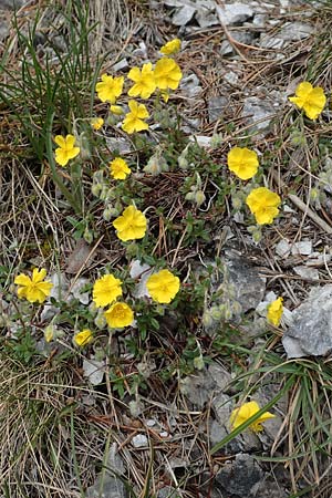 Helianthemum alpestre \ Alpen-Sonnenrschen / Alpine Rock-Rose, A Kärnten/Carinthia, Trögerner Klamm 18.5.2016