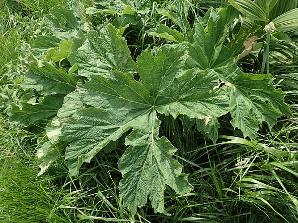 Heracleum sphondylium subsp. elegans \ Berg-Brenklau / Mountain Hogweed, A Pusterwald, Eiskar 1.7.2019