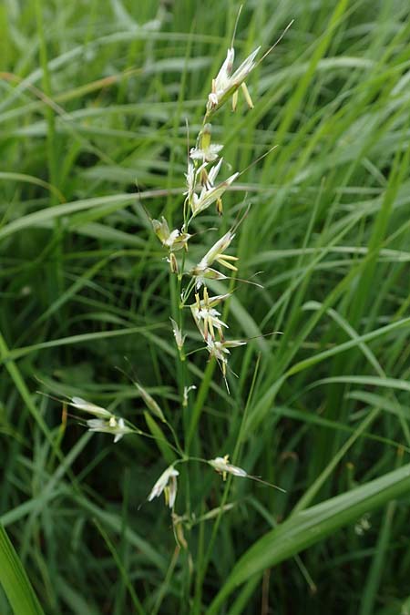 Helictotrichon pubescens subsp. laevigatum \ Glatter Wiesenhafer / Smooth Oat Grass, A Pusterwald, Eiskar 1.7.2019