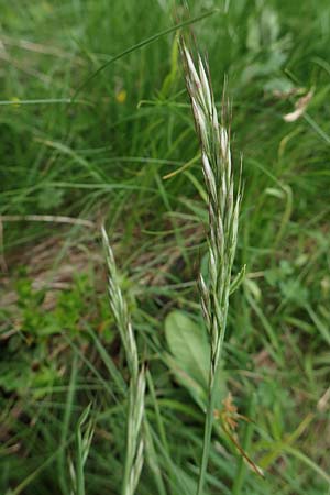 Helictotrichon pubescens subsp. laevigatum \ Glatter Wiesenhafer / Smooth Oat Grass, A Pusterwald, Eiskar 1.7.2019
