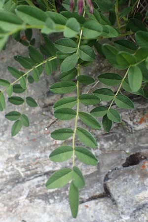 Hedysarum hedysaroides \ Alpen-Sklee / Alpine Sweetvetch, A Pusterwald, Eiskar 29.6.2021