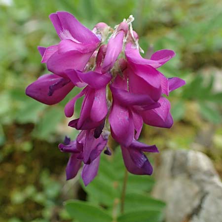 Hedysarum hedysaroides \ Alpen-Sklee / Alpine Sweetvetch, A Eisenerzer Reichenstein 28.7.2021