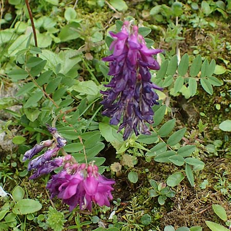 Hedysarum hedysaroides \ Alpen-Sklee / Alpine Sweetvetch, A Eisenerzer Reichenstein 28.7.2021