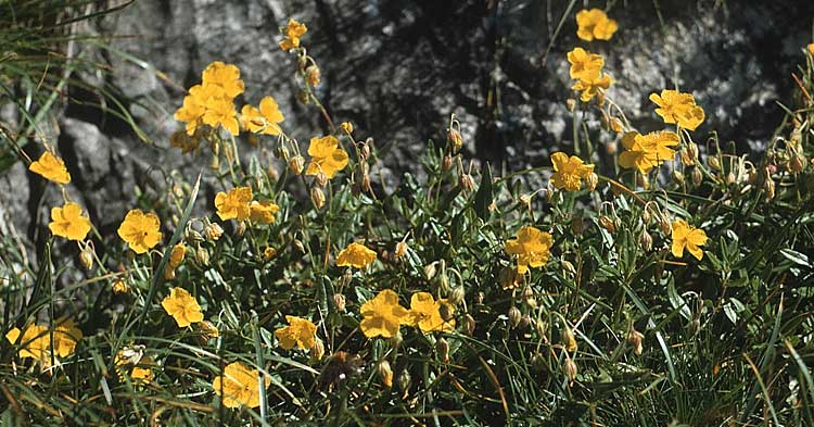 Helianthemum nummularium ? \ Kleinblttriges Sonnenrschen / Common Rock-Rose, A Widderstein 17.8.1987