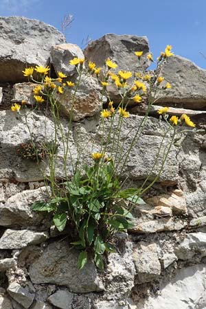 Hieracium glaucinum \ Frhblhendes Habichtskraut / Early Hawkweed, A Kärnten/Carinthia, St. Paul im Lavanttal 16.5.2016