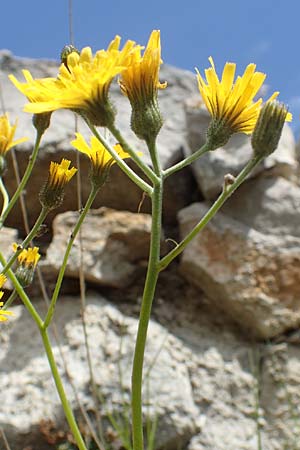 Hieracium glaucinum \ Frhblhendes Habichtskraut / Early Hawkweed, A Kärnten/Carinthia, St. Paul im Lavanttal 16.5.2016