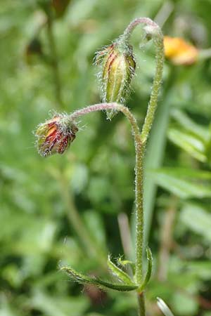 Helianthemum nummularium subsp. glabrum \ Kahles Sonnenrschen / Glabrous Rock-Rose, A Kärnten/Carinthia, Koralpe 3.7.2022