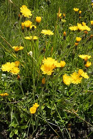 Hieracium spec4 ? \ Habichtskraut, A Malta - Tal 19.7.2010