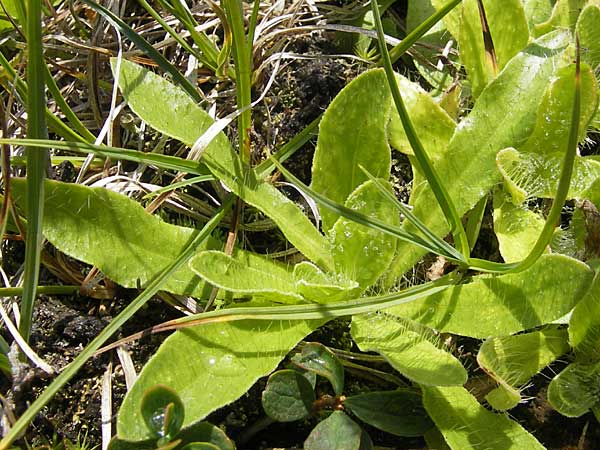 Hieracium spec4 ? \ Habichtskraut, A Malta - Tal 19.7.2010