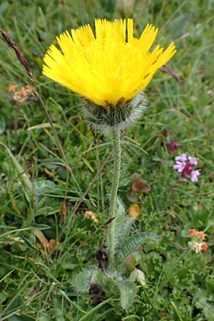 Hieracium villosum \ Zottiges Habichtskraut, A Trenchtling 3.7.2019