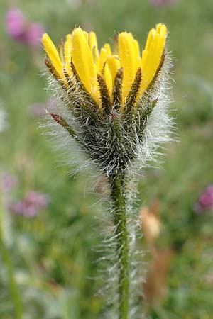 Hieracium villosum \ Zottiges Habichtskraut / Shaggy Hawkweed, A Trenchtling 3.7.2019