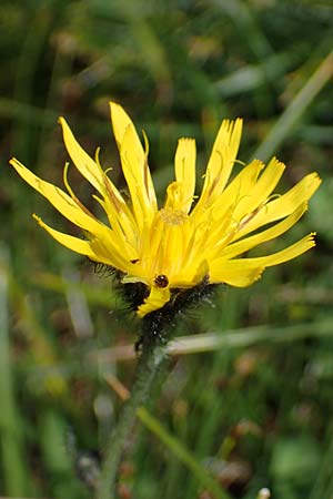 Willemetia stipitata / Willemetia, A Niedere Tauern, Sölk-Pass 26.7.2021