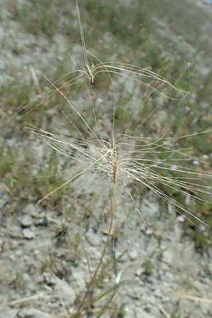 Hordeum jubatum \ Mhnen-Gerste / Foxtail Barley, A Seewinkel, Apetlon 12.7.2023