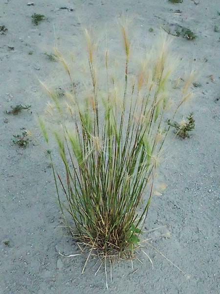 Hordeum jubatum \ Mhnen-Gerste / Foxtail Barley, A St. Andrä 12.7.2023