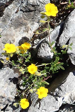 Helianthemum alpestre \ Alpen-Sonnenrschen, A Traweng 8.7.2020