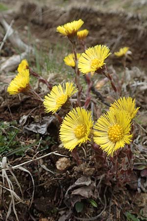 Tussilago farfara \ Huflattich / Colt's-Foot, A Kärnten/Carinthia, Koralpe 21.5.2016