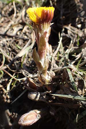 Tussilago farfara / Colt's-Foot, A Namlos 1.5.2019