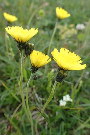 Hieracium lactucella \ Gehrtes Habichtskraut / European Hawkweed, A Trenchtling 3.7.2019