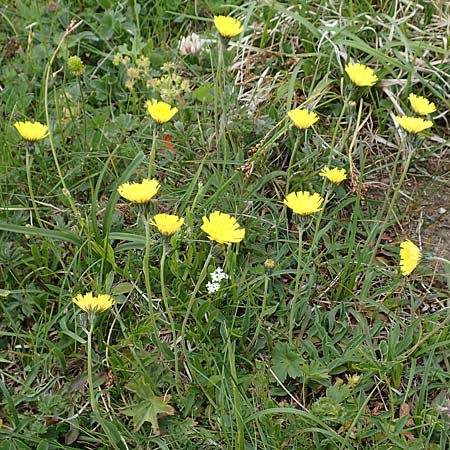 Hieracium lactucella \ Gehrtes Habichtskraut, A Trenchtling 3.7.2019