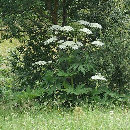 Heracleum mantegazzianum \ Riesen-Brenklau, Herkulesstaude, A Tragöß 4.7.2019