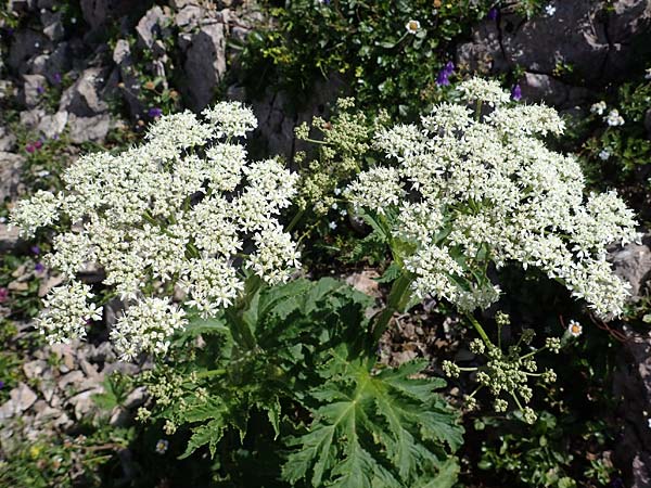 Heracleum sphondylium subsp. elegans \ Berg-Brenklau, A Eisenerzer Reichenstein 28.7.2021