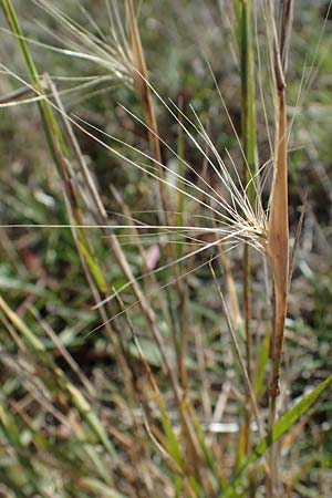 Hordeum jubatum \ Mhnen-Gerste / Foxtail Barley, A Seewinkel, Apetlon 23.9.2022