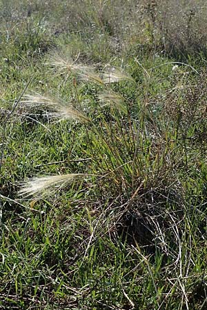 Hordeum jubatum \ Mhnen-Gerste / Foxtail Barley, A Seewinkel, Apetlon 23.9.2022