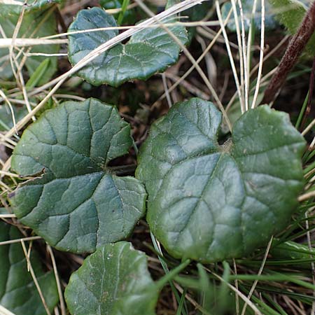 Homogyne alpina / Purple Colt's-Foot, Alpine Colt's-Foot, A Wölzer Tauern, Hoher Zinken 26.6.2021