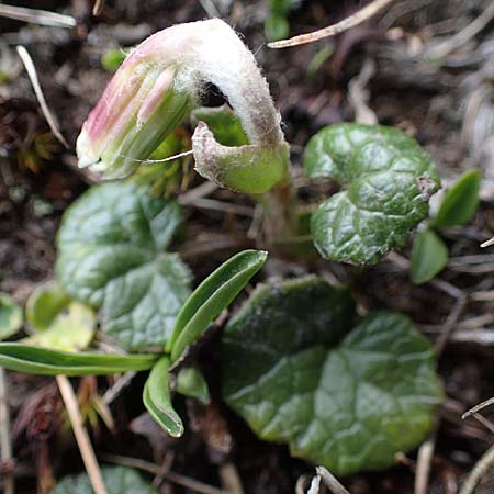 Homogyne alpina \ Alpen-Brandlattich, Grner Alpenlattich / Purple Colt's-Foot, Alpine Colt's-Foot, A Wölzer Tauern, Hoher Zinken 26.6.2021