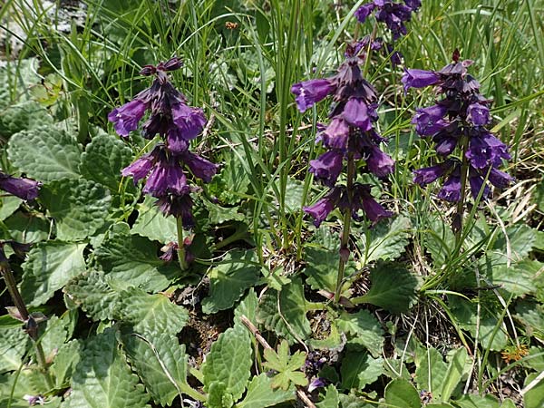 Horminum pyrenaicum \ Drachenmaul / Pyrenean Dead-Nettle, A Osttirol, Porze 13.7.2019