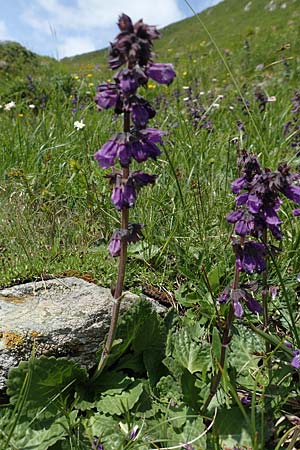 Horminum pyrenaicum / Pyrenean Dead-Nettle, A Osttirol, Porze 13.7.2019