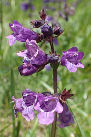 Horminum pyrenaicum \ Drachenmaul / Pyrenean Dead-Nettle, A Osttirol, Porze 13.7.2019