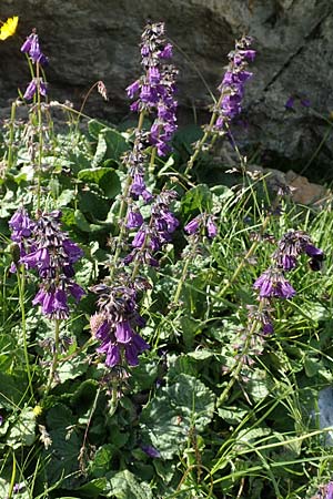 Horminum pyrenaicum / Pyrenean Dead-Nettle, A Osttirol, Porze 13.7.2019