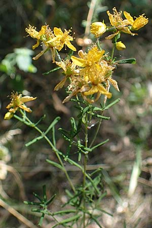 Hypericum perforatum \ Echtes Johanniskraut, Tpfel-Hartheu / Perforate St. John's-Wort, A Seewinkel, Podersdorf 9.7.2023