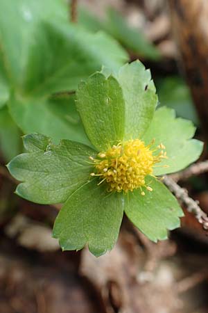 Sanicula epipactis / Dwarf Masterwort, A Carinthia, Feistritz im Rosental 17.5.2016