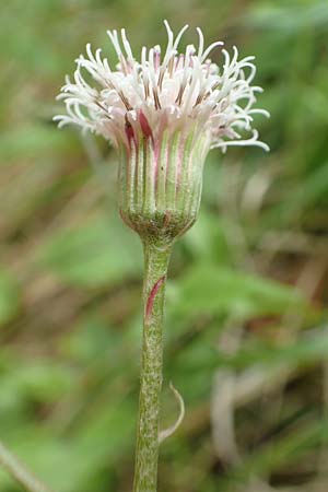 Homogyne sylvestris \ Wald-Brandlattich / Wood Colt's-Foot, A Kärnten/Carinthia, St. Paul im Lavanttal 16.5.2016