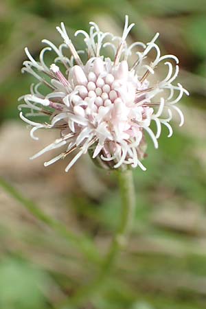 Homogyne sylvestris \ Wald-Brandlattich, A Kärnten, St. Paul im Lavanttal 16.5.2016