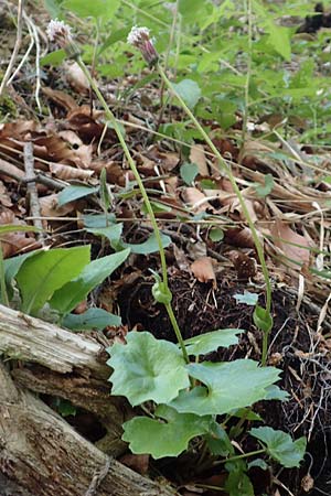 Homogyne sylvestris \ Wald-Brandlattich, A Kärnten, St. Paul im Lavanttal 16.5.2016