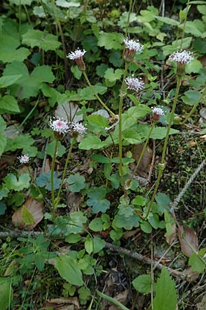 Homogyne sylvestris \ Wald-Brandlattich / Wood Colt's-Foot, A Kärnten/Carinthia, Gallizien 18.5.2016