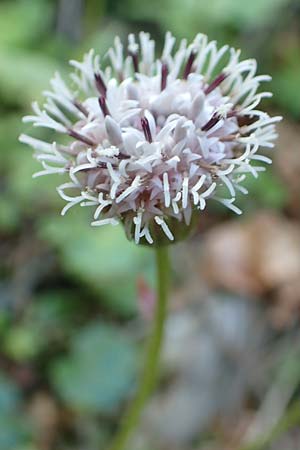 Homogyne sylvestris \ Wald-Brandlattich, A Kärnten, Gallizien 18.5.2016