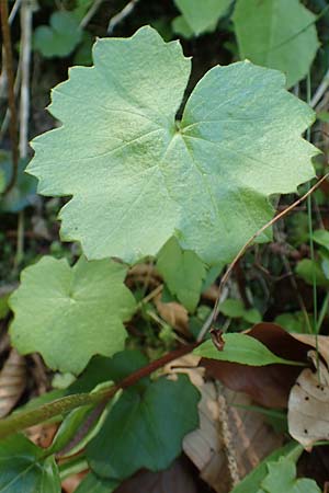 Homogyne sylvestris \ Wald-Brandlattich, A Kärnten, Gallizien 18.5.2016