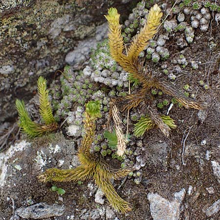 Huperzia selago \ Tannen-Brlapp, A Seetaler Alpen, Zirbitzkogel 28.6.2021