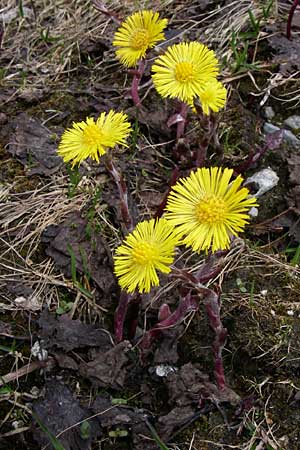 Tussilago farfara / Colt's-Foot, A Malta - Valley 7.6.2008