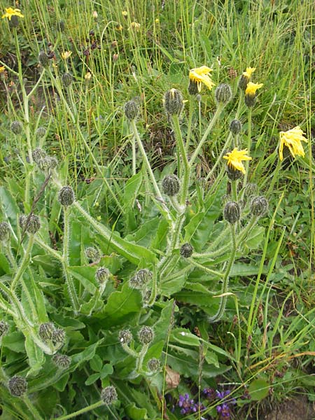 Willemetia stipitata \ Gestielter Kronen-Lattich, A Lechtal, Warth 23.6.2011