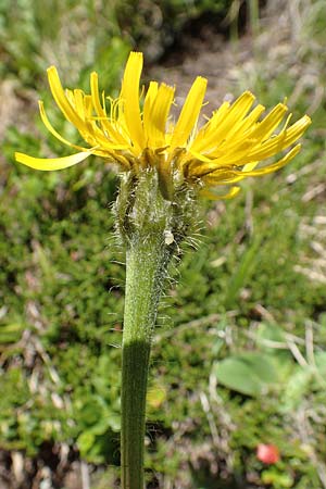 Trommsdorffia uniflora \ Einbltiges Ferkelkraut, A Nockalmstraße Windebensee 10.7.2019