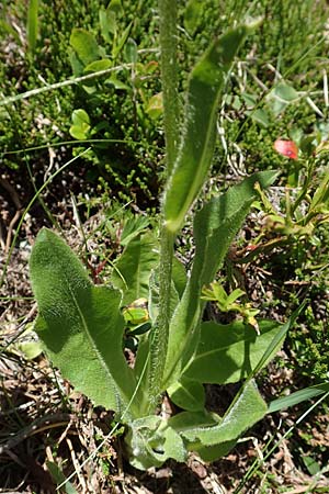 Trommsdorffia uniflora / One-Headed Cat's-Ear, Giant Cat's-Ear, A Nockalmstraße Windebensee 10.7.2019