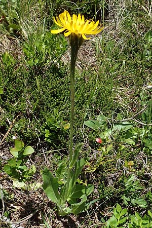 Trommsdorffia uniflora \ Einbltiges Ferkelkraut / One-Headed Cat's-Ear, Giant Cat's-Ear, A Nockalmstraße Windebensee 10.7.2019