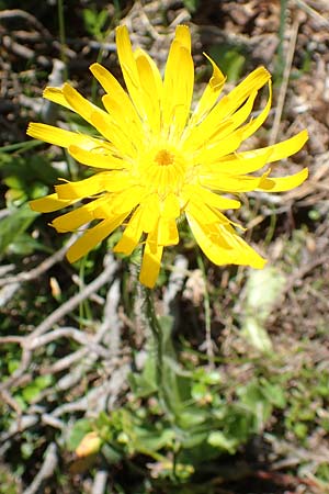 Trommsdorffia uniflora \ Einbltiges Ferkelkraut, A Nockalmstraße Windebensee 10.7.2019