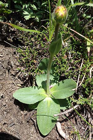 Trommsdorffia uniflora \ Einbltiges Ferkelkraut / One-Headed Cat's-Ear, Giant Cat's-Ear, A Nockalmstraße Windebensee 10.7.2019