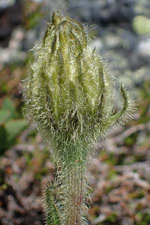 Trommsdorffia uniflora / One-Headed Cat's-Ear, Giant Cat's-Ear, A Seetaler Alpen, Zirbitzkogel 28.6.2021